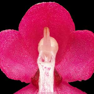 Dyakia hendersoniana