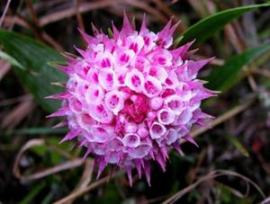 Elleanthus capitatus