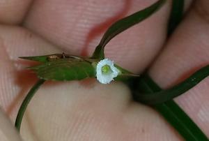 Elleanthus linifolius