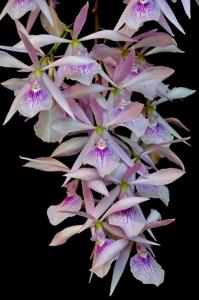 Encyclia adenocaula