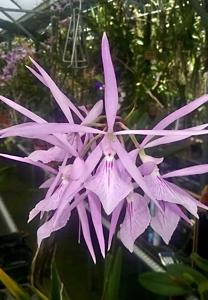 Encyclia adenocaula