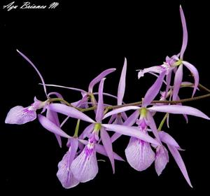 Encyclia adenocaula