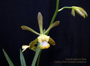 Encyclia alata