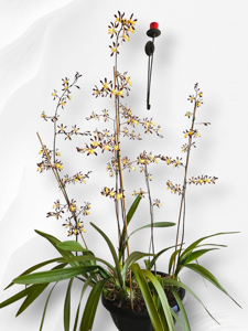 Encyclia alata