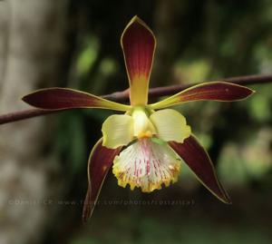 Encyclia alata