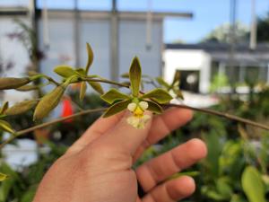 Encyclia alboxanthina