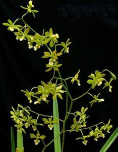 Encyclia alboxanthina