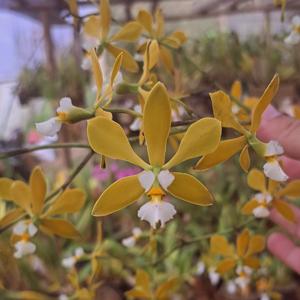 Encyclia alboxanthina
