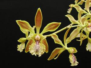 Encyclia ambigua