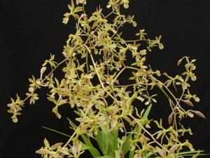 Encyclia ambigua