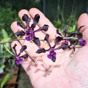 Encyclia atrorubens
