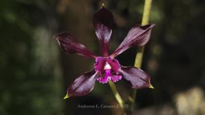 Encyclia atrorubens