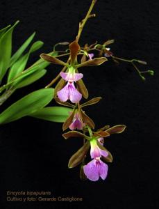 Encyclia bipapularis