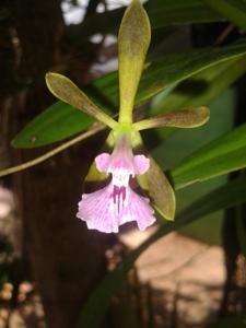 Encyclia bipapularis