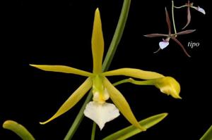 Encyclia bractescens