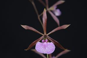 Encyclia bractescens