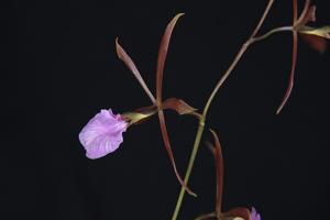 Encyclia bractescens