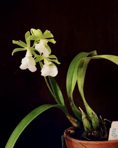 Encyclia cordigera