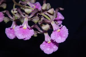 Encyclia cordigera