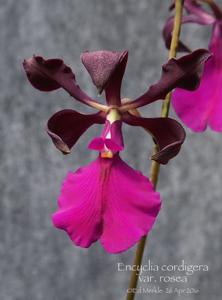 Encyclia cordigera