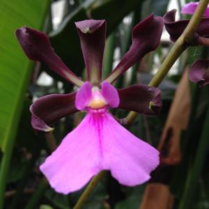 Encyclia cordigera