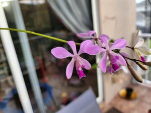 Encyclia dichroma