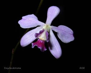 Encyclia dichroma