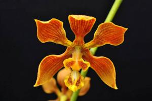 Encyclia diota