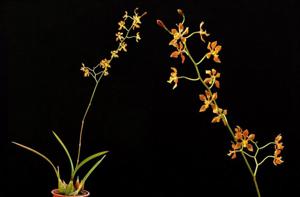 Encyclia diota