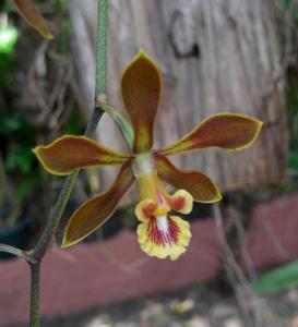 Encyclia diota