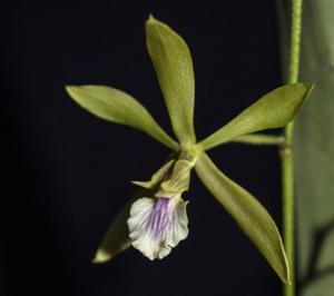 Encyclia diurna