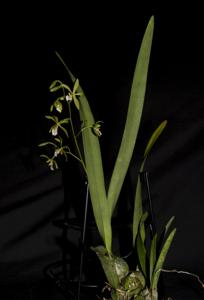 Encyclia diurna