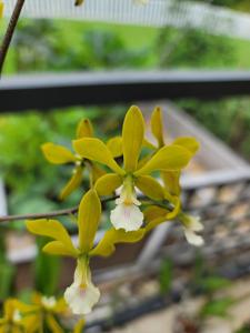 Encyclia diurna