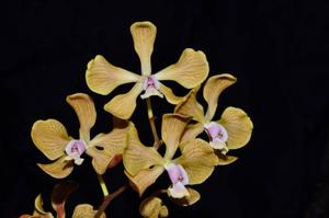 Encyclia fowliei