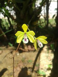 Encyclia fucata