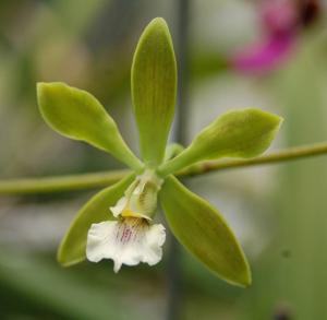 Encyclia gonzalezii