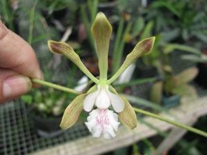 Encyclia guatemalensis