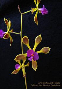 Encyclia howardii