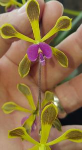 Encyclia howardii