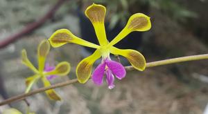 Encyclia howardii