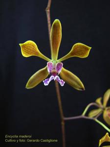 Encyclia replicata