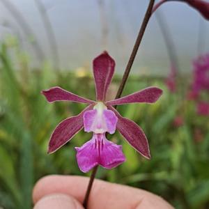 Encyclia moebusii