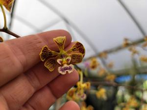 Encyclia oncidioides