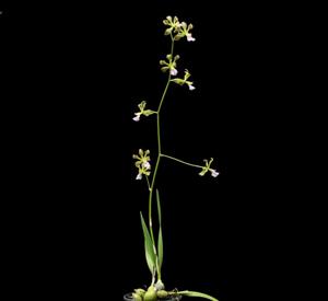 Encyclia pauciflora