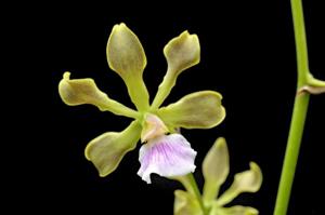 Encyclia pauciflora