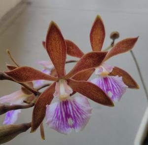 Encyclia phoenicea