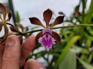 Encyclia phoenicea