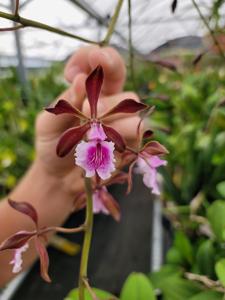 Encyclia phoenicea