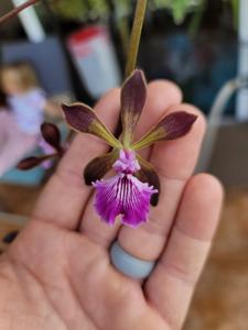 Encyclia phoenicea