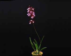 Encyclia phoenicea